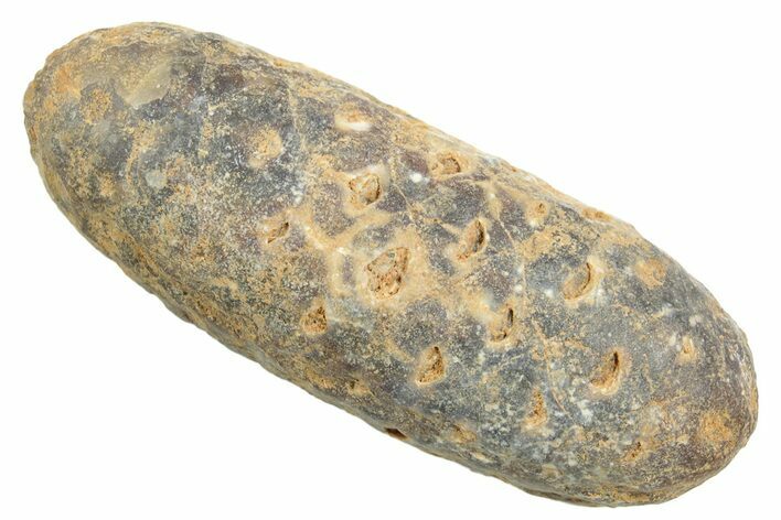 Fossil Cycadophyte Seed Cone - Boujdour, Morocco #349000